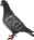greypig