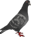 greypig